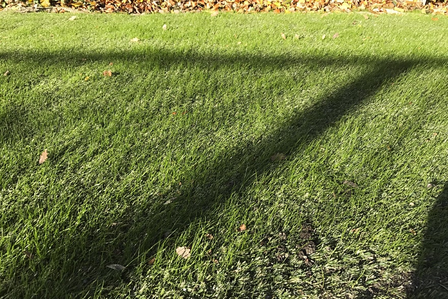 Détail enphoto de notre gazon oasis